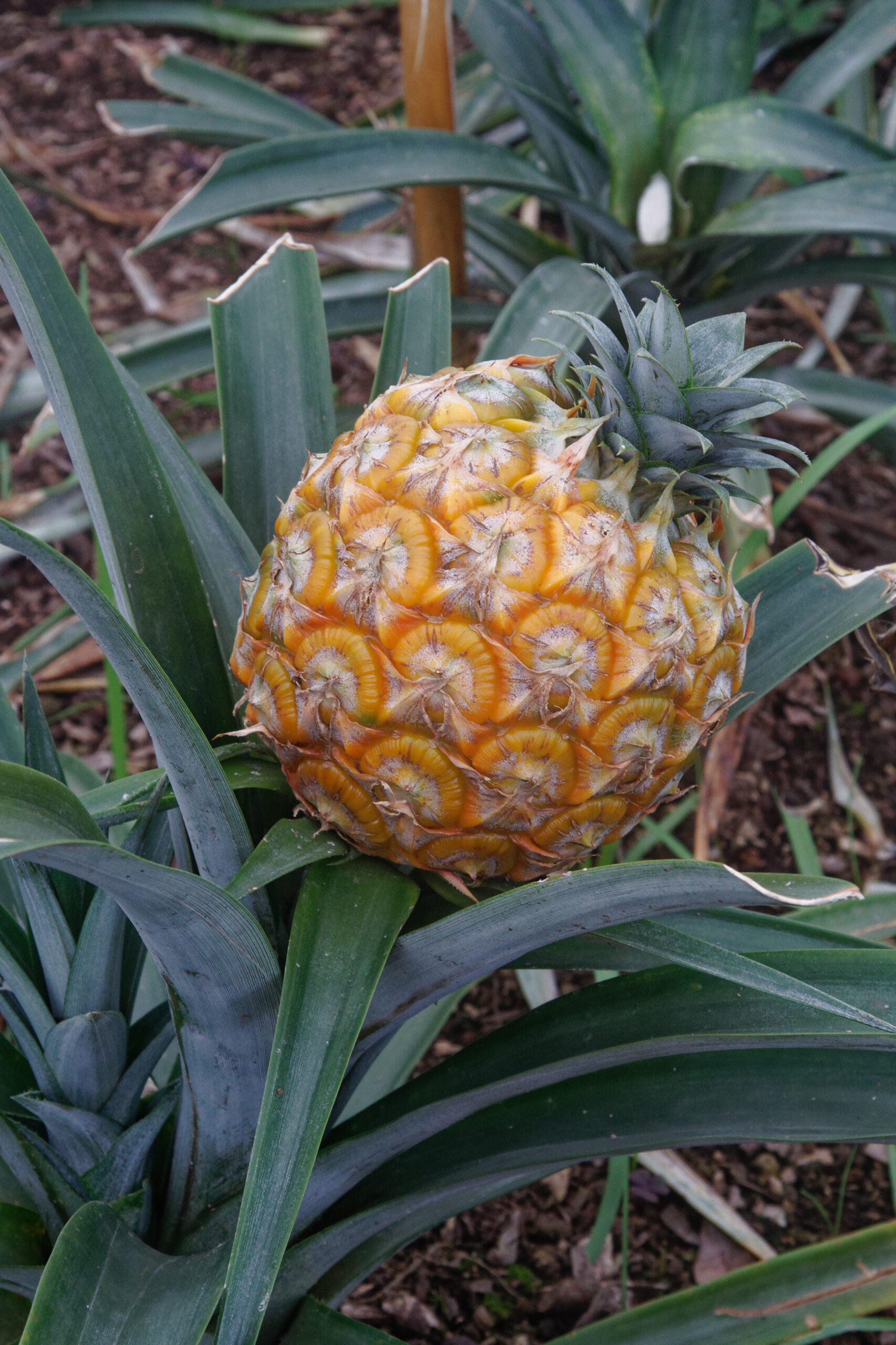 Heligan Pineapples