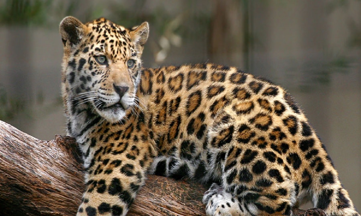 Jaguar