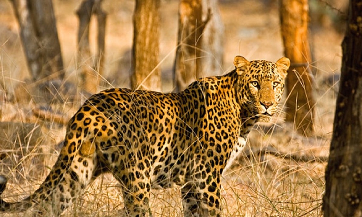 Leopard - Animals That Don't Sleep