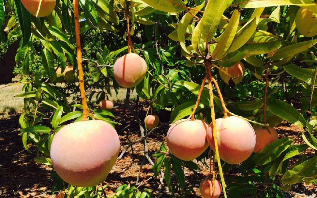 Northern Territory Mangos