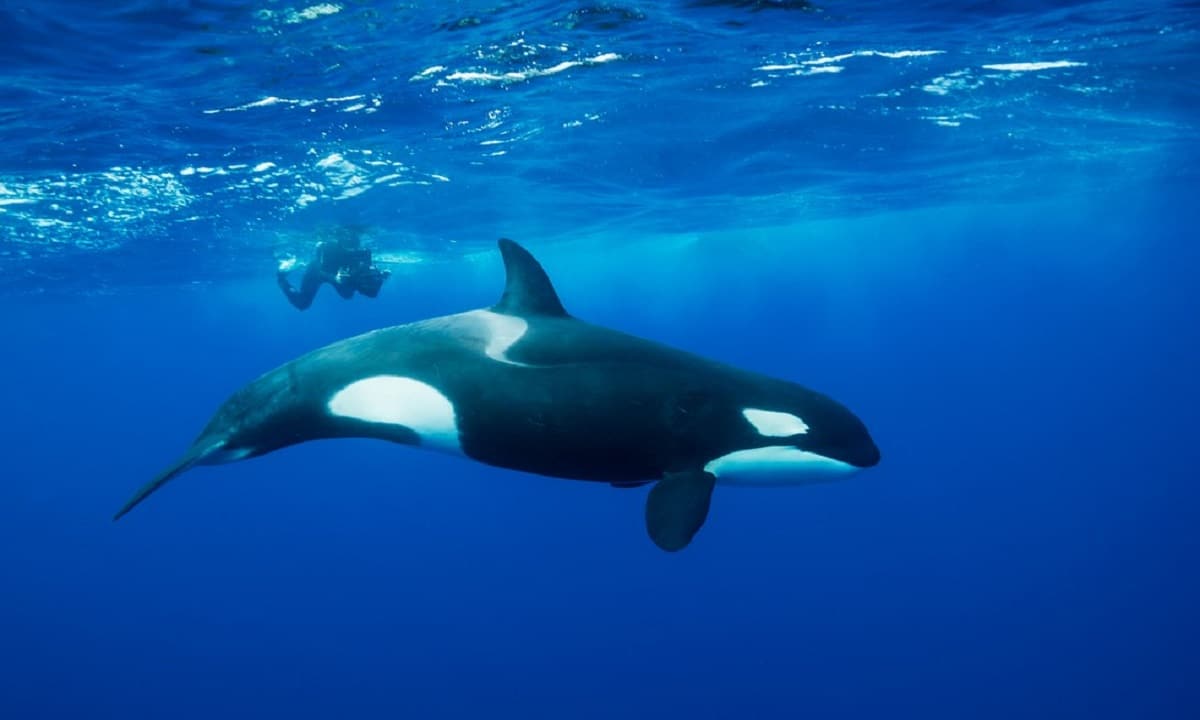 Orca