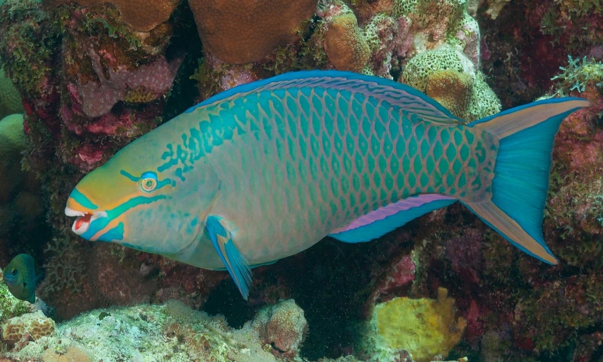 Parrotfish