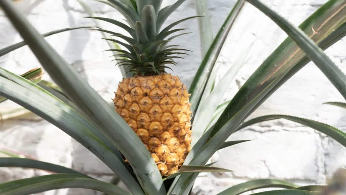 Pineapples from the Lost Gardens of Heligan