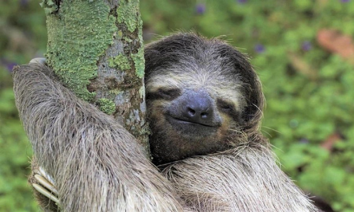 Sloths