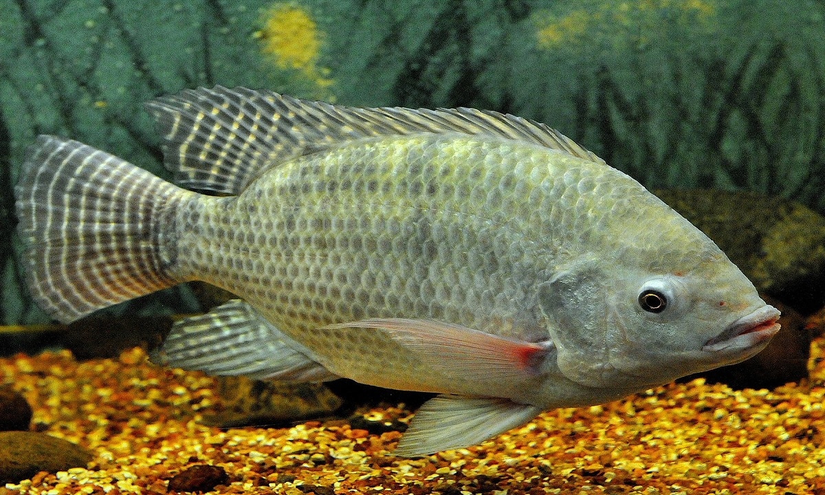 Tilapia - Animals That Don't Sleep