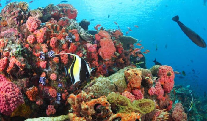 Underwater Wonders of Bali