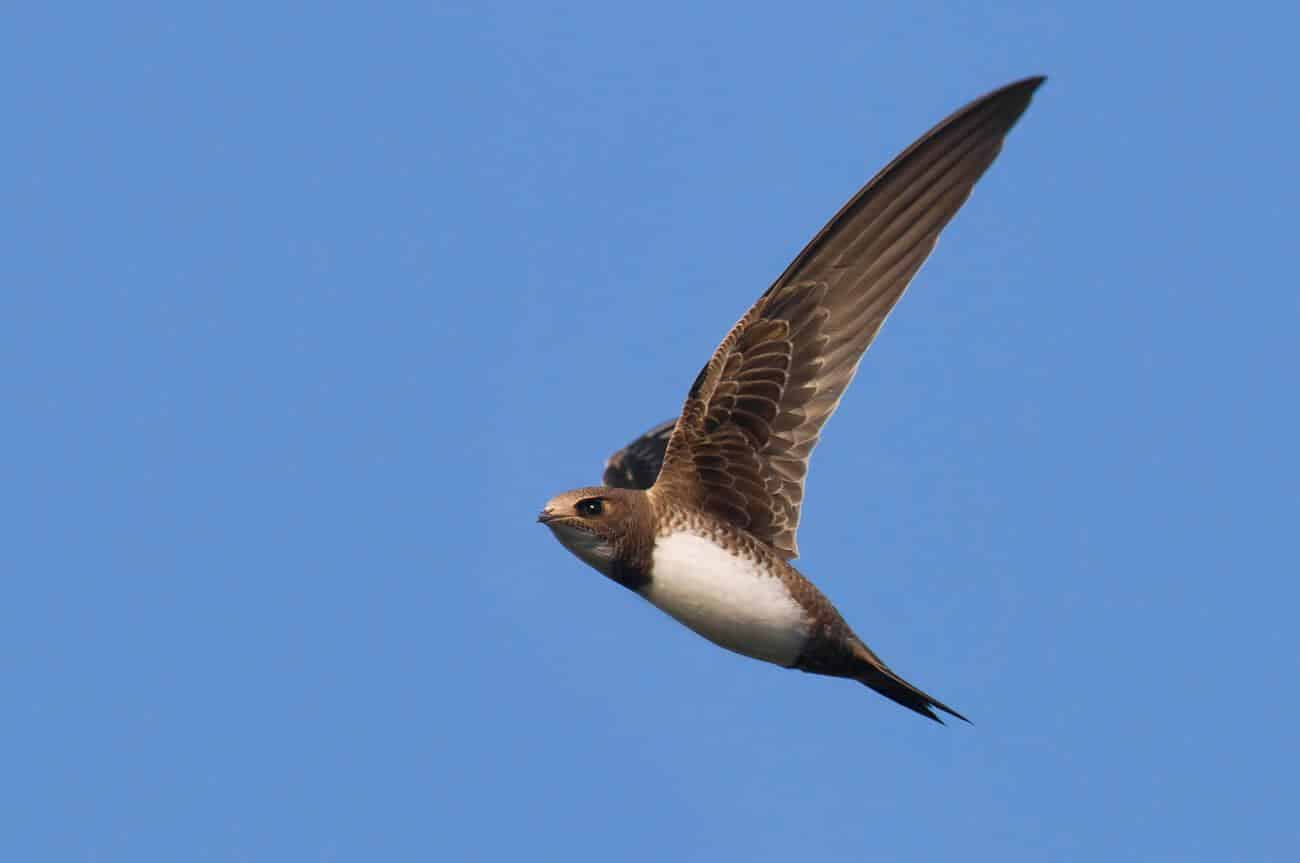 alpine swift