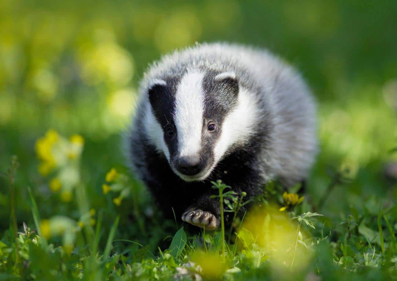 badger