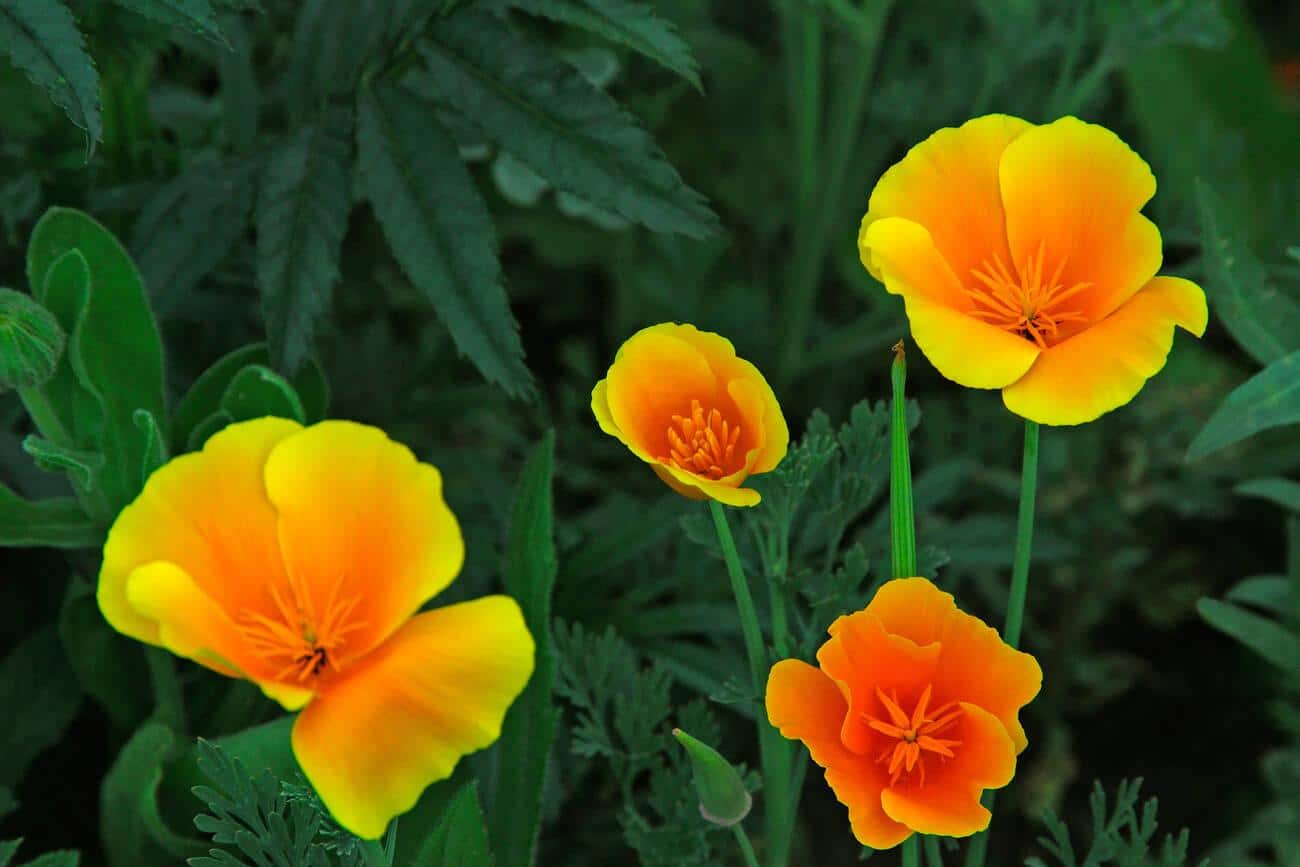 california poppy