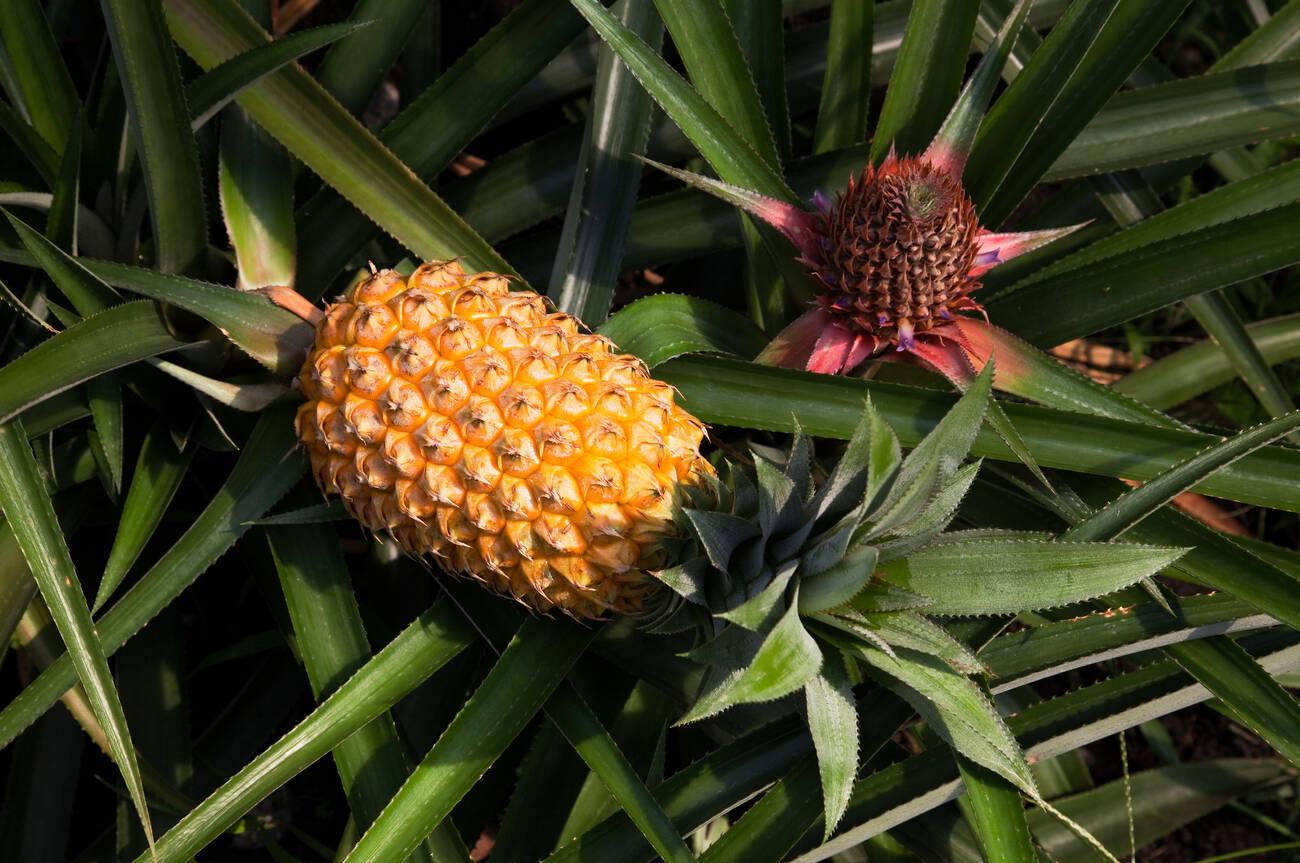 cornwall pineapple