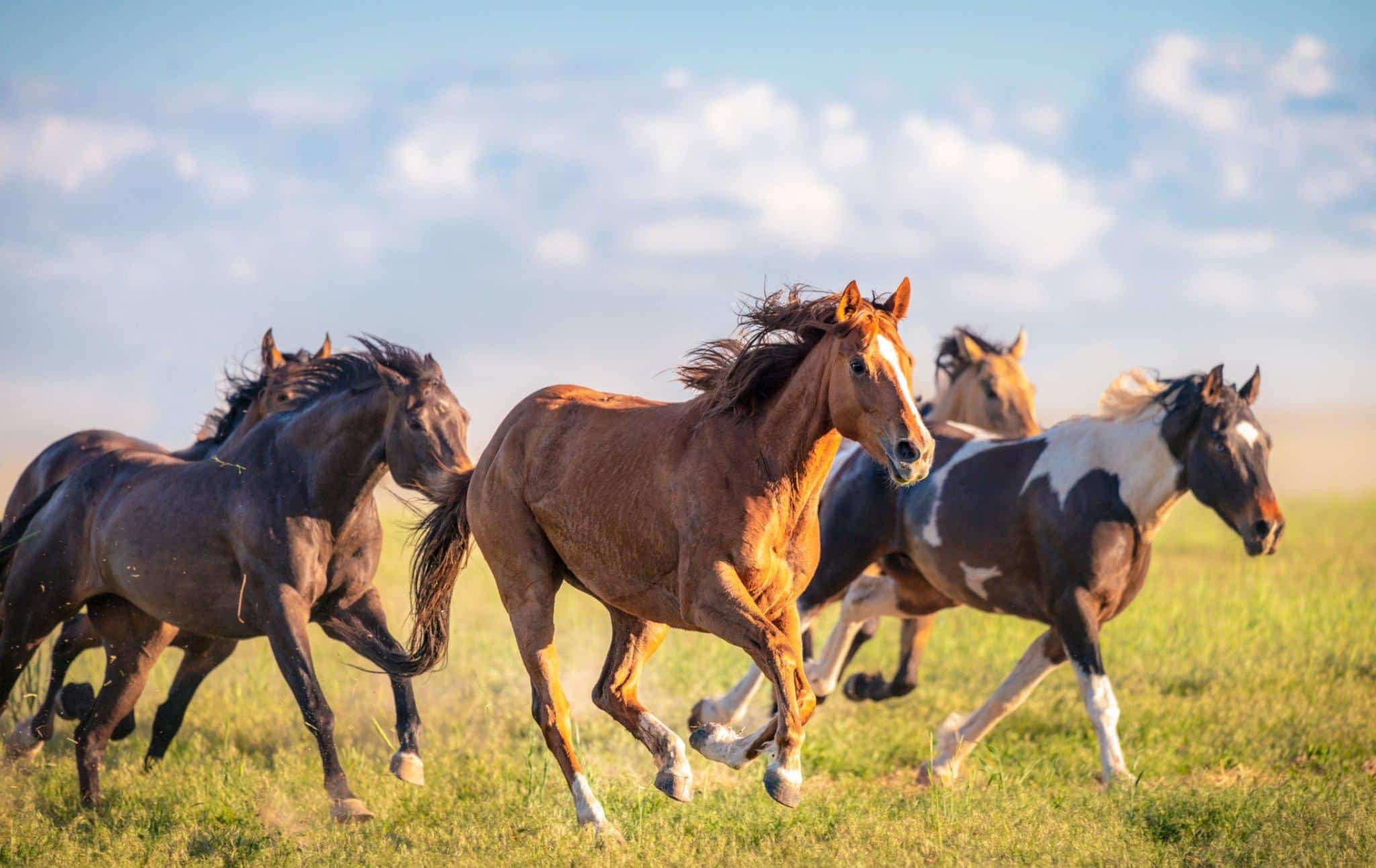 horses