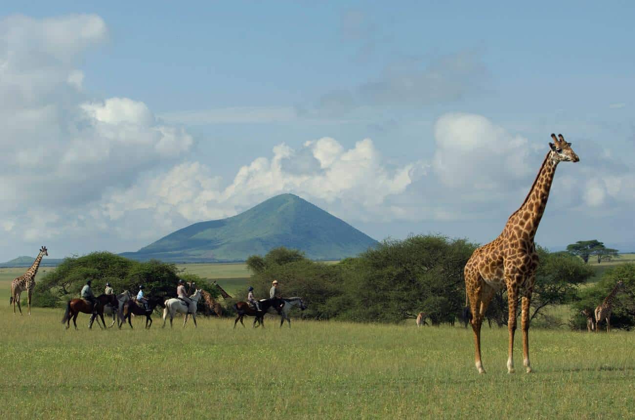 Kenya, Chyulu Hills, Ol Donyo Wuas. A family on a riding safari, ride close to Maasai giraffe out on the plains.