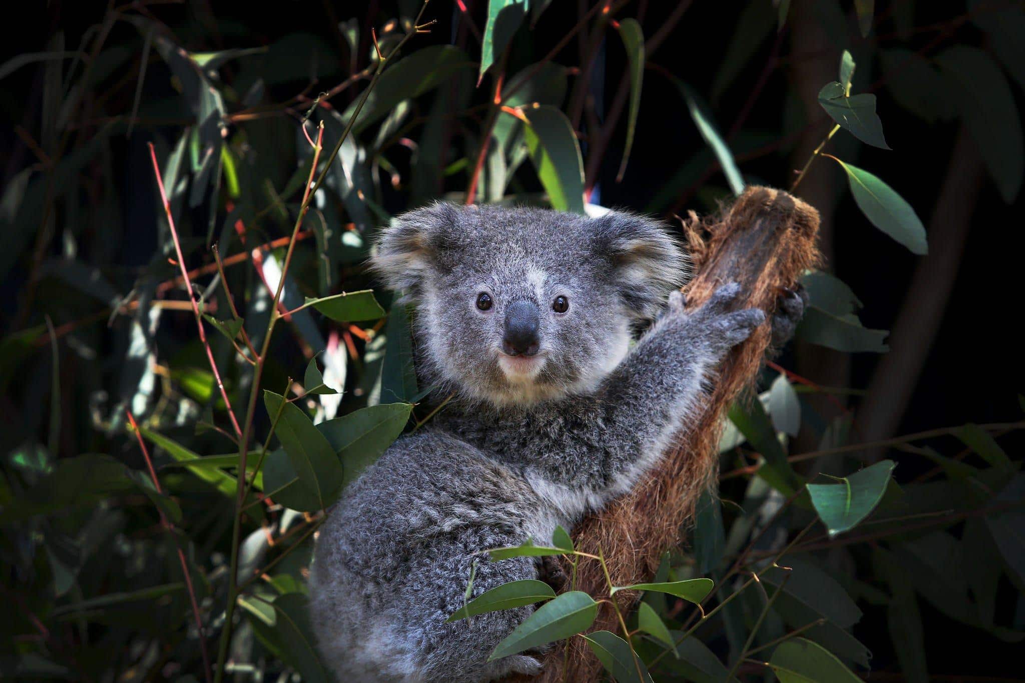 koala bears