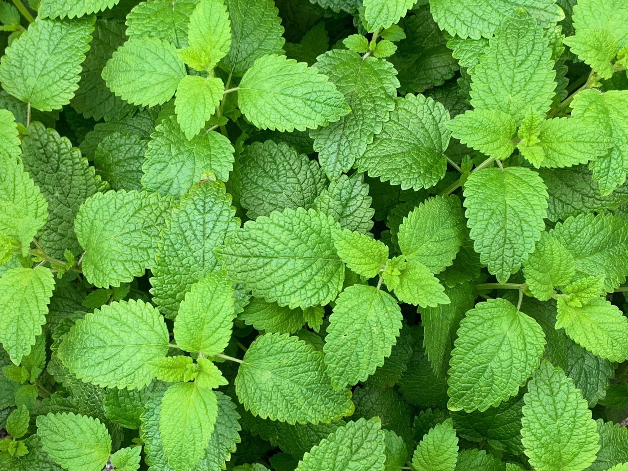 lemonbalm