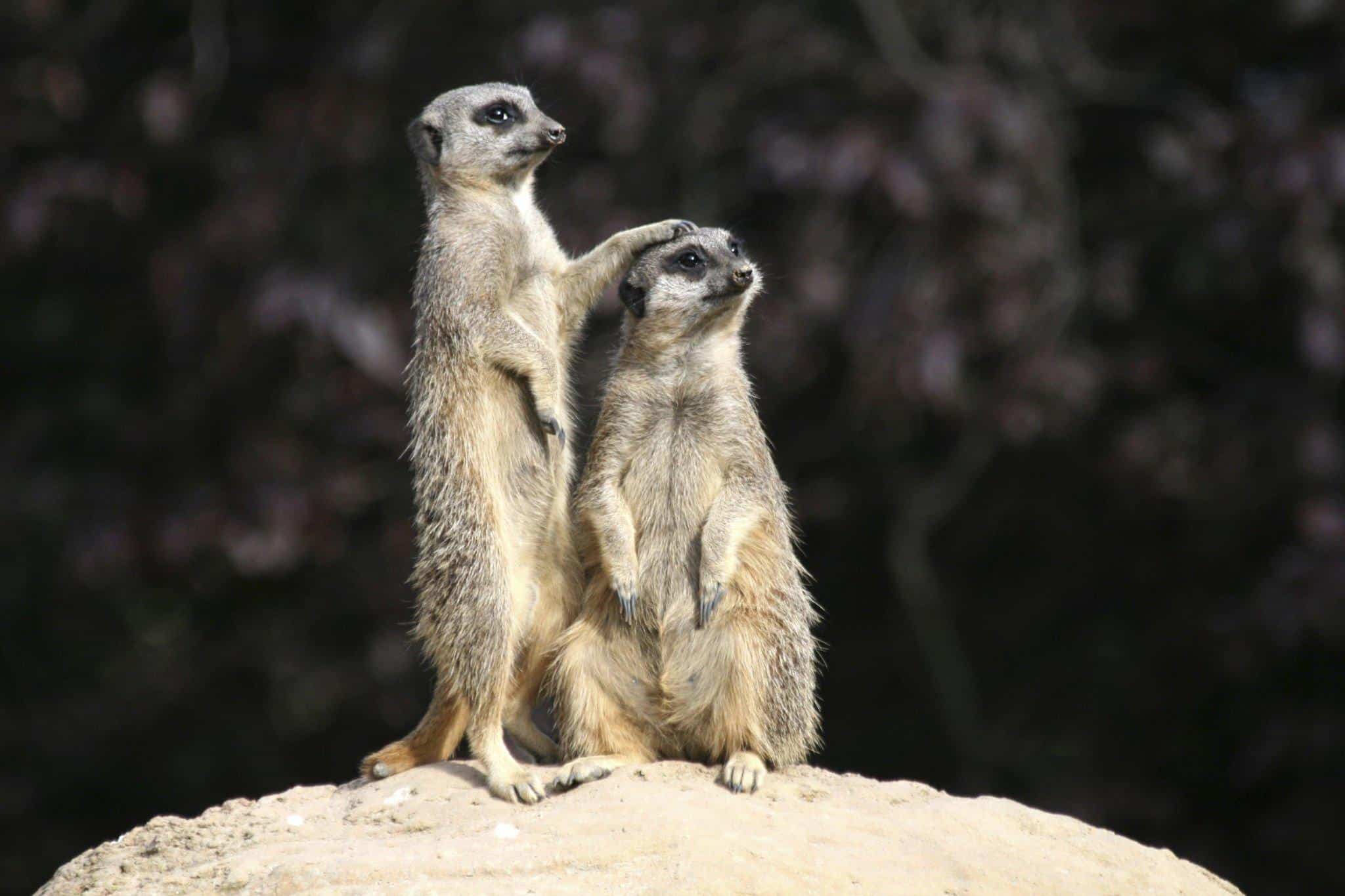 meerkats