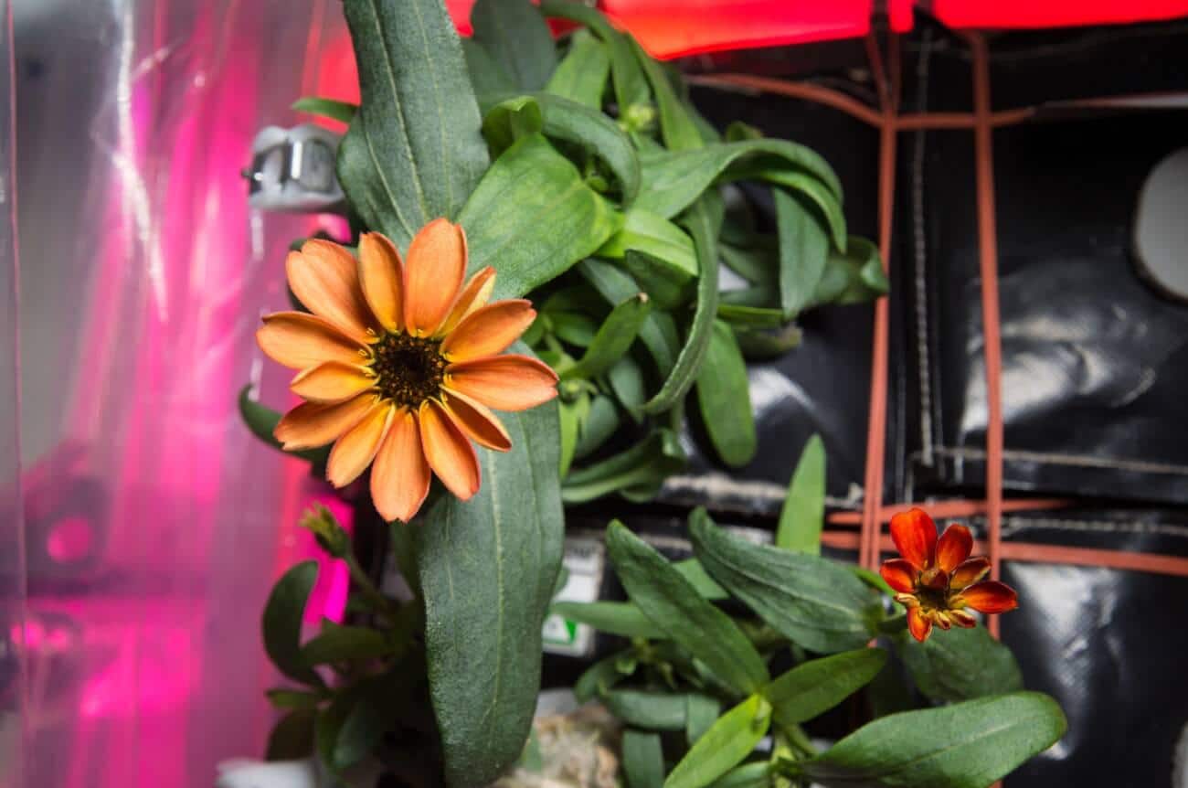 A Zinnia flower blooms inside the Veggie facility onboard the International Space Station January 17, 2016 in Earth orbit.