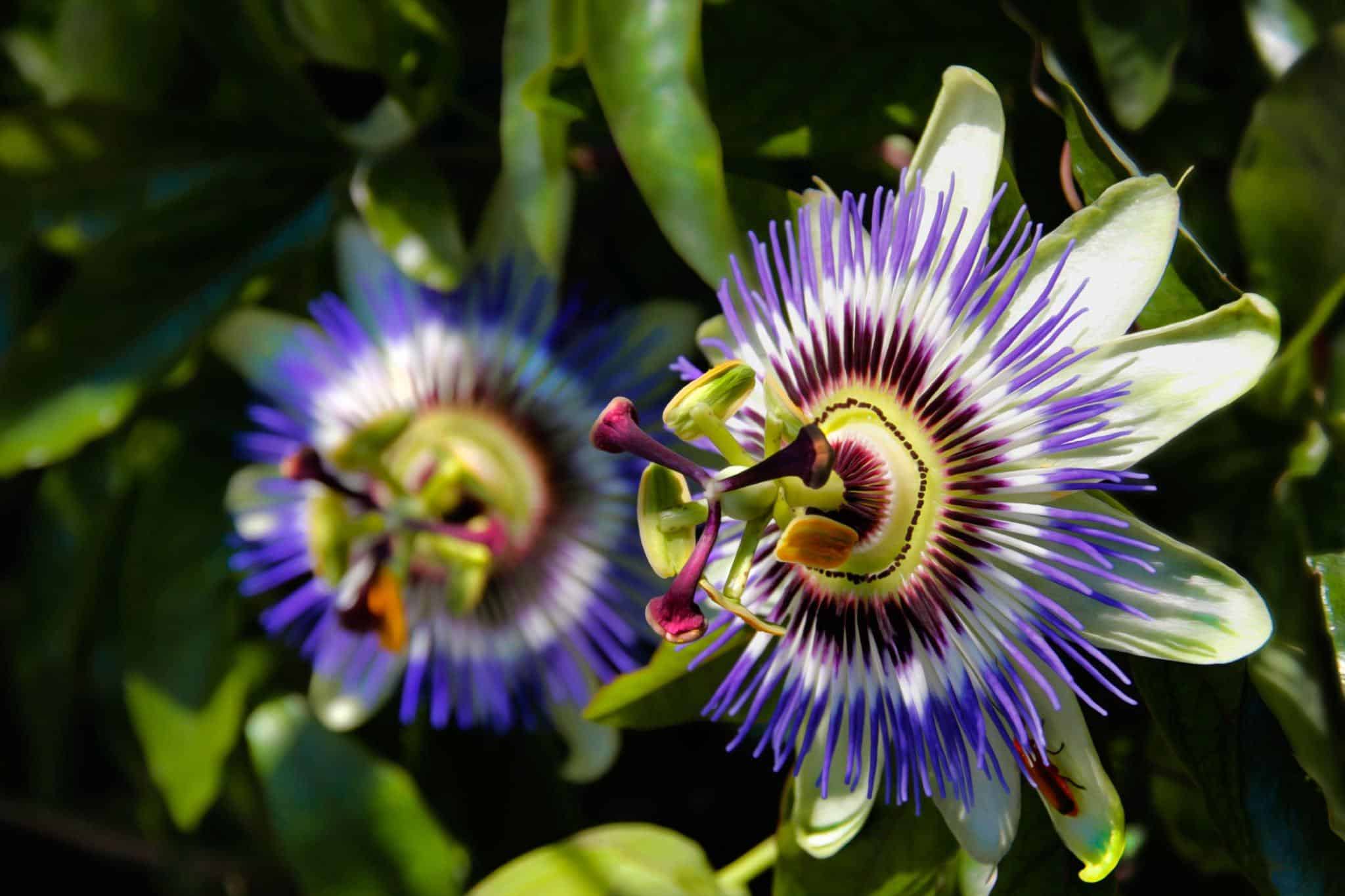 passionflower