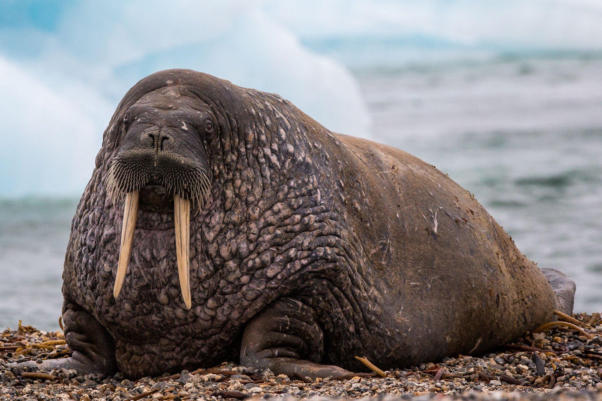 walrus