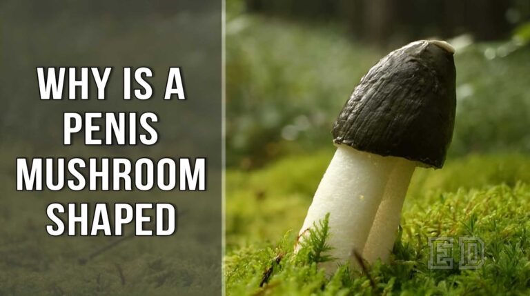 Why is a Penis Mushroom Shaped - 6 Genuine Reasons Explained