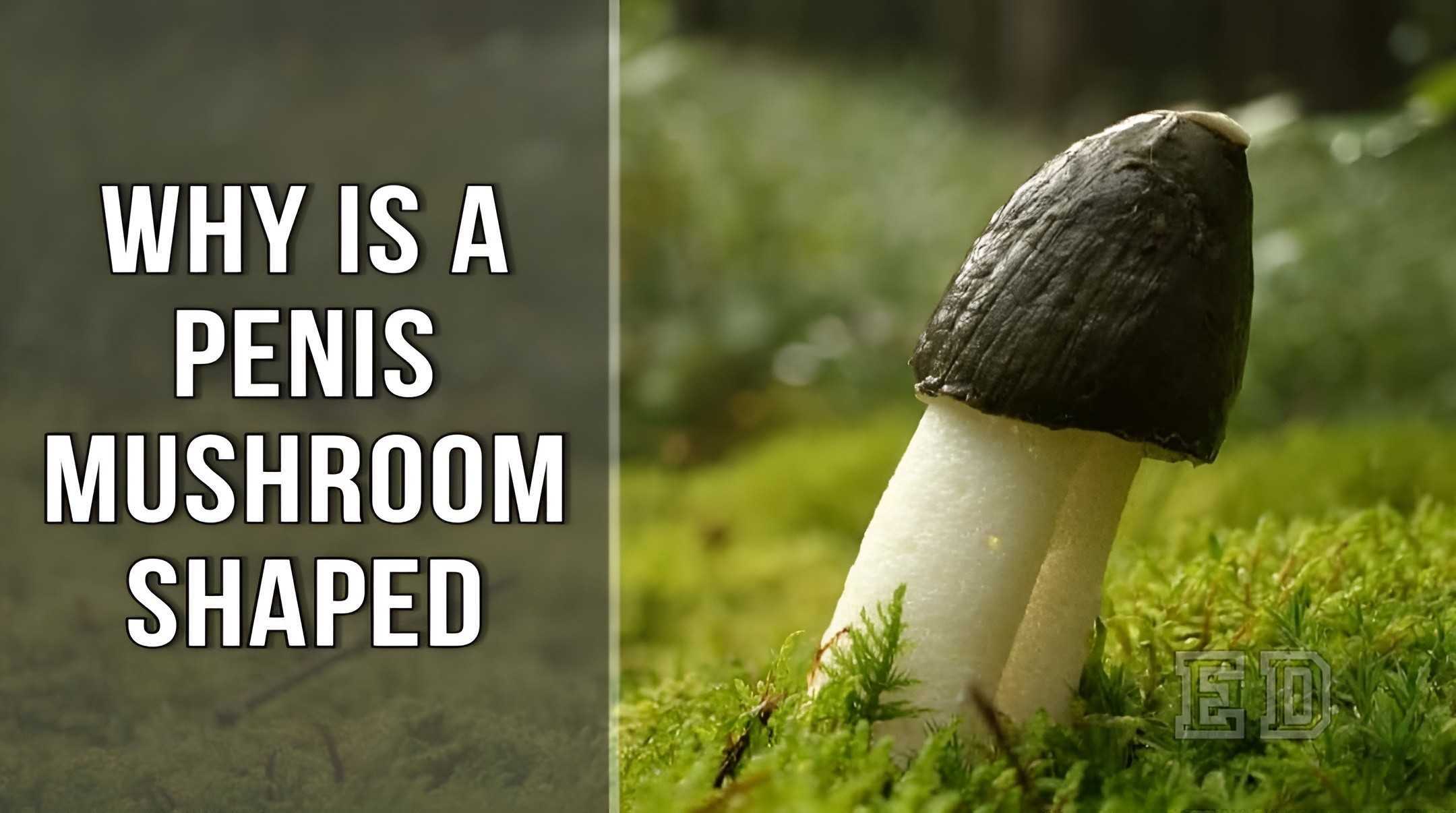 why is a penis mushroom shaped