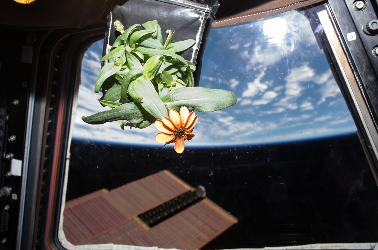 NASA grows flower in space