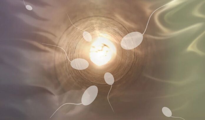AI for IVF Embryos