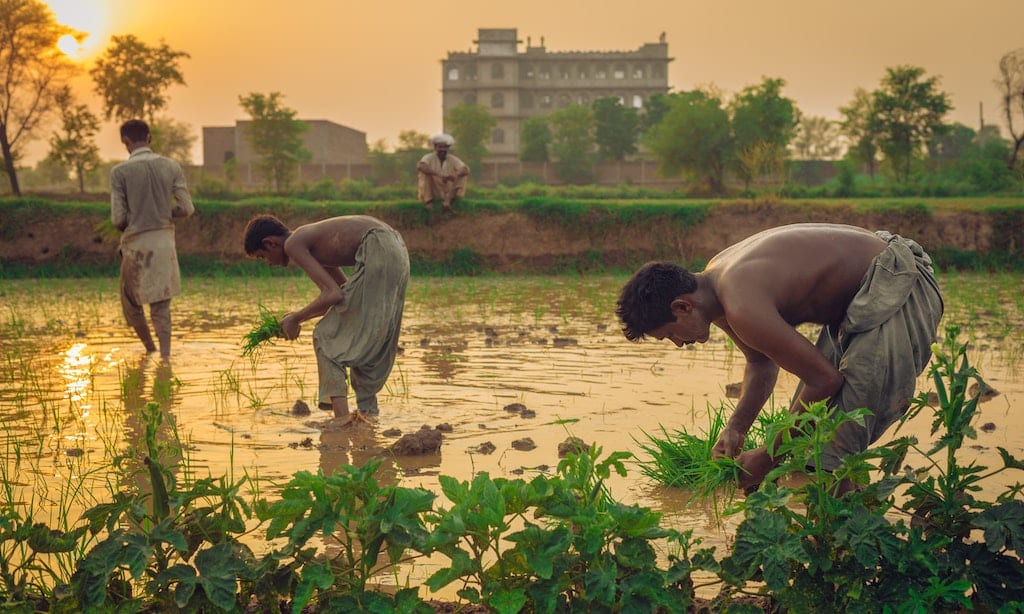 Agricultural Workers and Livestock