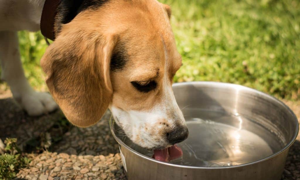 Factors That Impact a Dog's Water Needs