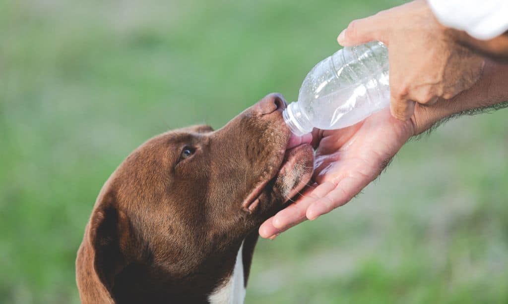 How Long Can a Dog Go Without Water