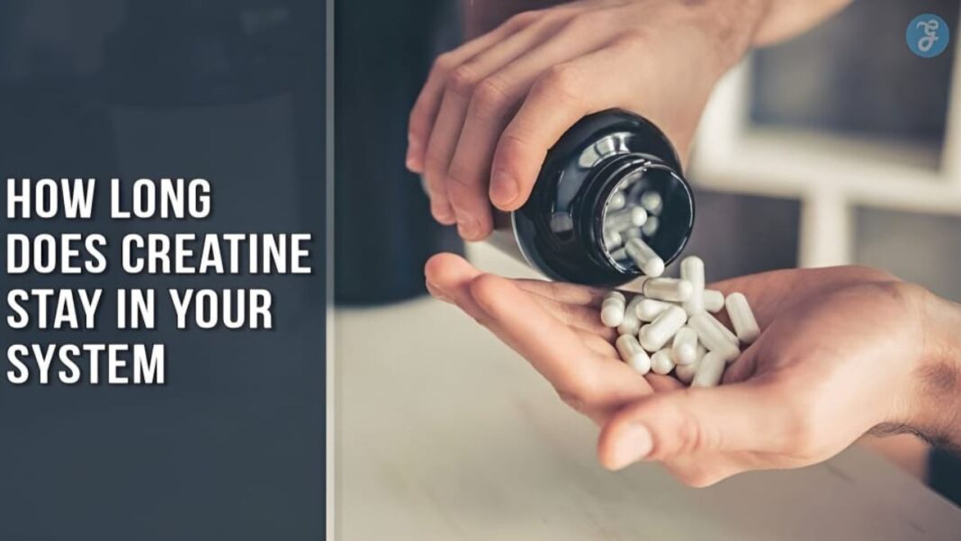 How Long Does Creatine Stay In Your System - 2 Weeks?