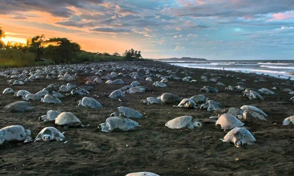 Ostional Beach, Nicoya Peninsula