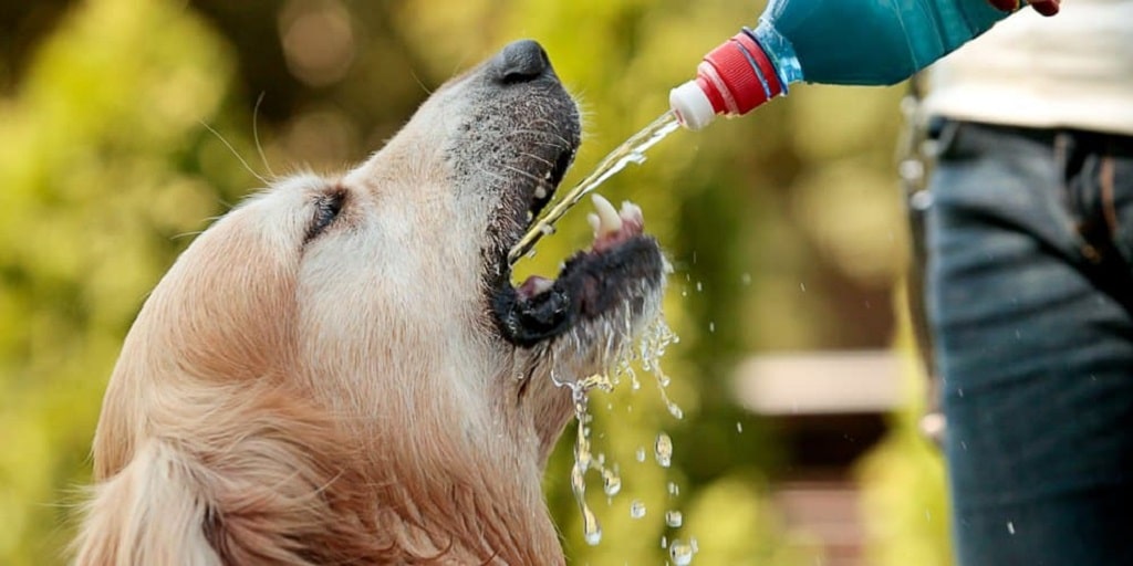 Why is Water Important for Dogs