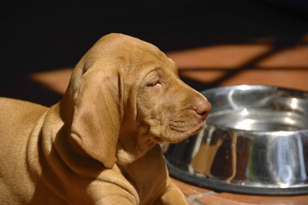 Why would a Dog Stop Drinking Water