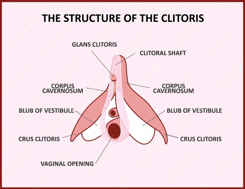 the structure of clitoris