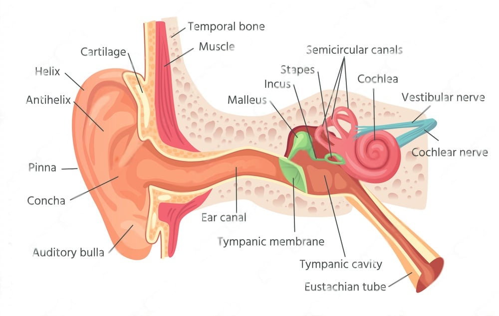 human ear anatomy