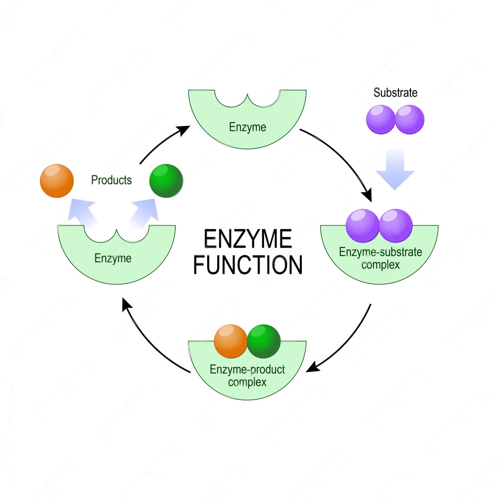 functions of enzyme