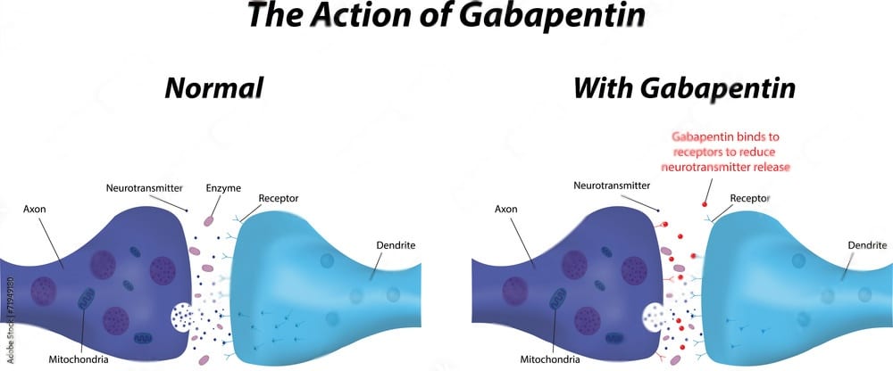 the action of gabapentin