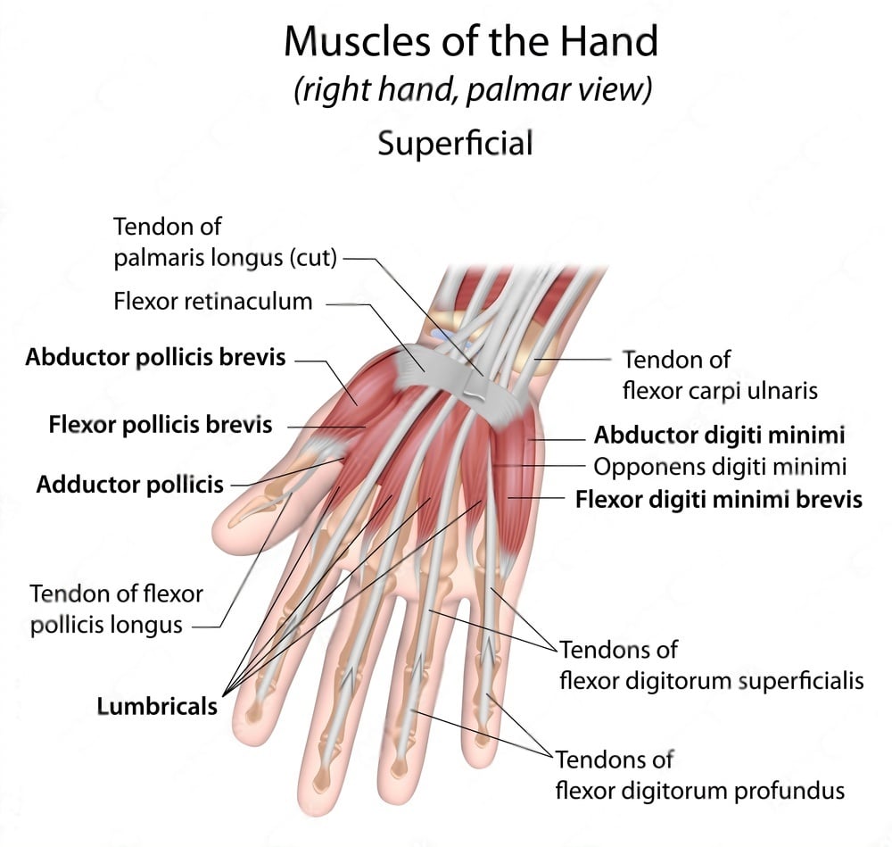 wrist muscles