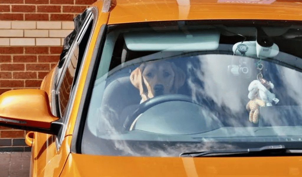 A cat in a drier and a dog in the driving seat