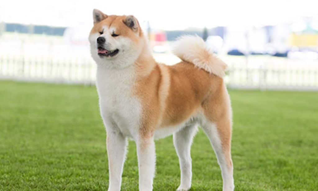 Akita