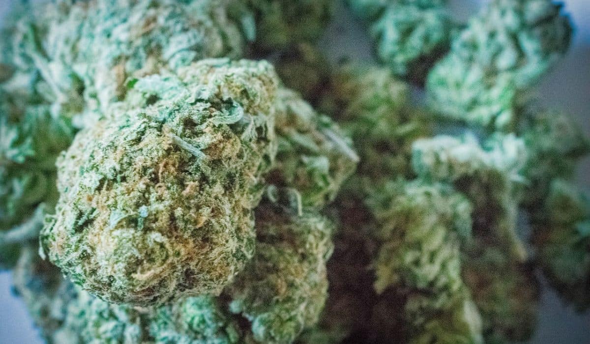 Cities with the Highest Weed Consumption in the World