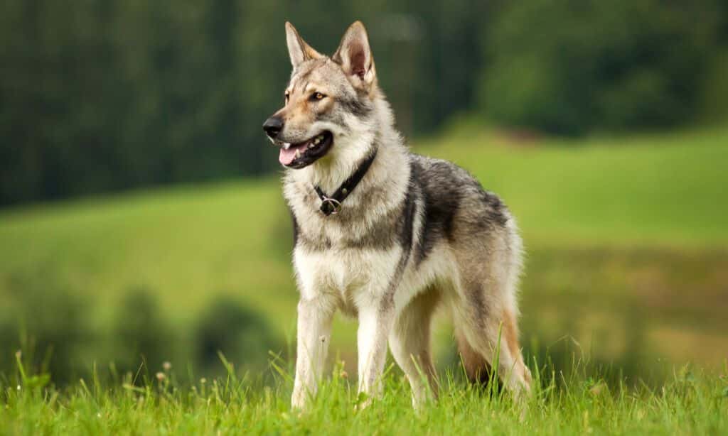 Czechoslovakian Wolfdog