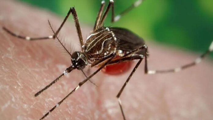 Dengue Virus Alert in Florida