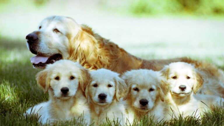 Most Expensive Dog Breed In The World 768x432 