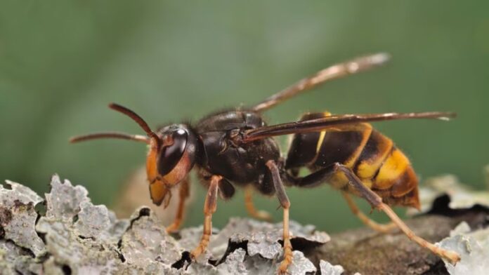 New Invasive Species of Hornets Poses Threat to Georgia Honeybees