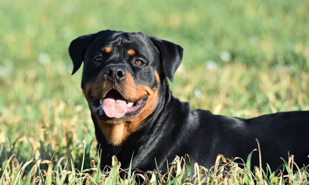 Rottweiler