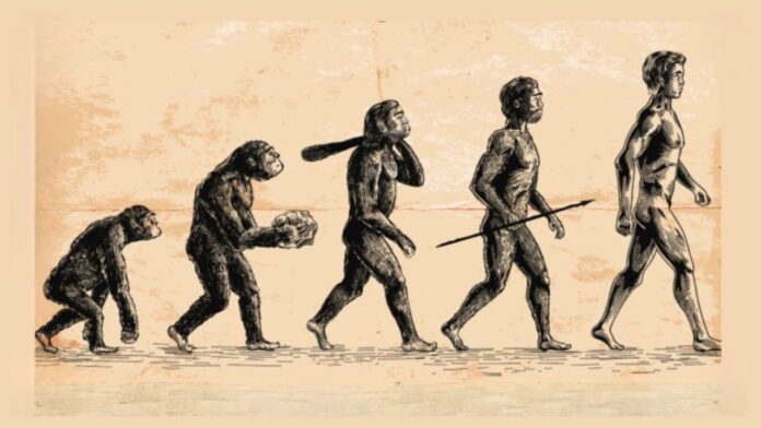 The Evolution of Human Walking