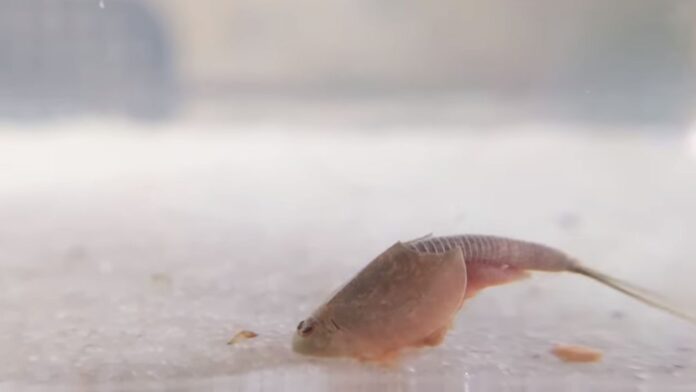 10 Amazing Facts of Triops