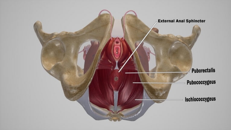 Levator Syndrome