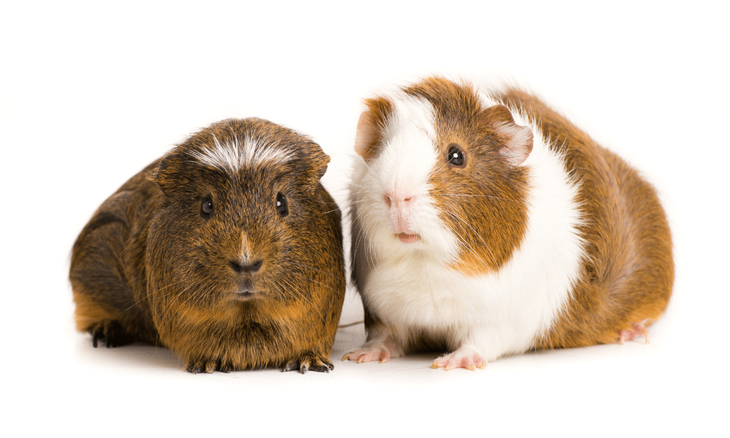 gunea pig